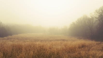 A sleepy, foggy, grassy meadow in eastern Iowa