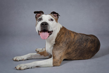 chien de race american Staffordshire terrier senior