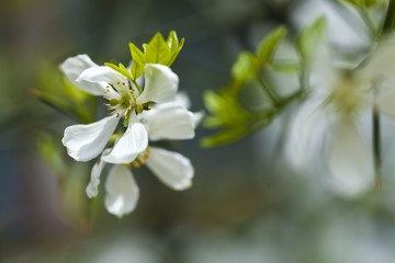 Spring.