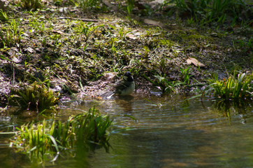 Fototapeta na wymiar 木陰の小川で水浴びするシジュウカラ