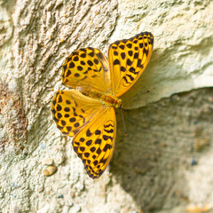 Silver-washed Fritillary on a rock