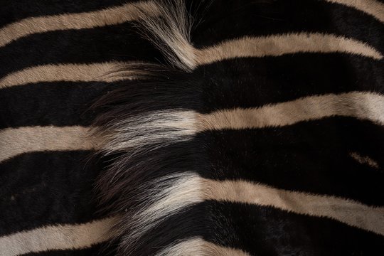 Fototapeta Close-up of zebra in safari park