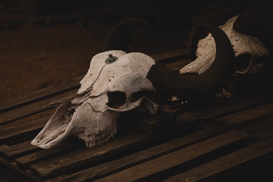 Animal skull on wooden table