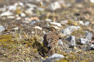 Royal cinclodes (Cinclodes aricomae) perched on the grass feeding on their natural environment.