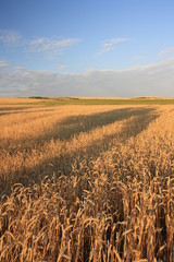 Fields covered with cereals at sunset against a blue sky