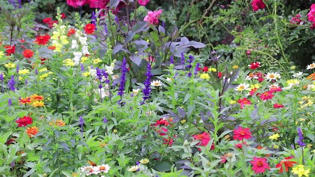 colorful blooms and buds in pacific northwest garden