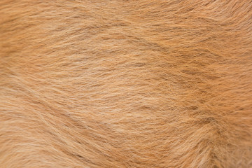 Macro red or brown dog hair fur texture. Animal dog fur abstract background.