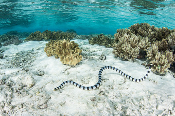 Obraz premium Banded Sea Krait and Shallow Reef