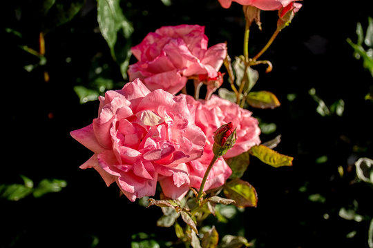 ramillete de rosas