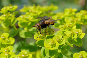 Igelfliege - Tachina fera - Stockfoto