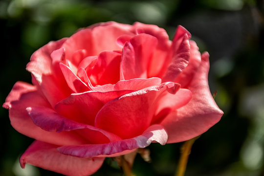 la belleza de una ros