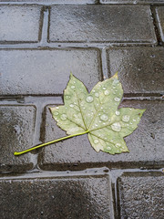 maple leaf with raindrops lies on wet paving stones