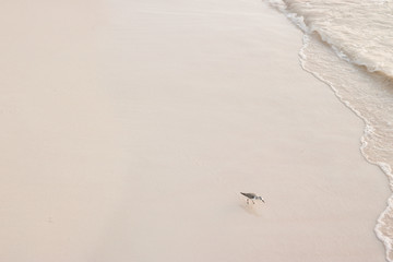 Sea wave recedes and a beach sand becomes smooth at sunset. 