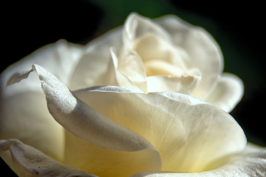 la belleza de la cercania de una rosa blanca