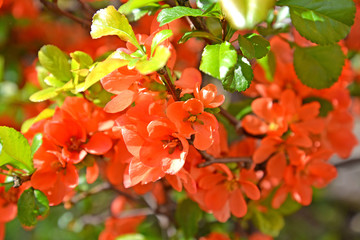 Scarlet flowers of a quince Japanese (Chaenomeles japonica (Thunb.) Lindl. ex Spach)
