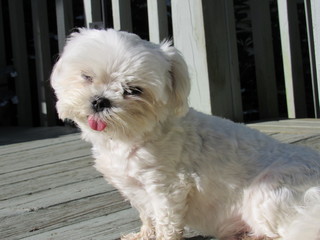 White toy Maltese dog on a wooden porch in the sun