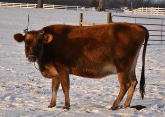 Jersey Cow Winter