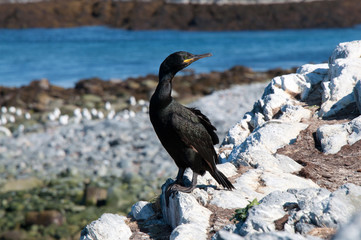 Phalacrocorax aristotelis