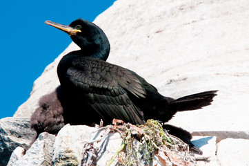 Phalacrocorax aristotelis