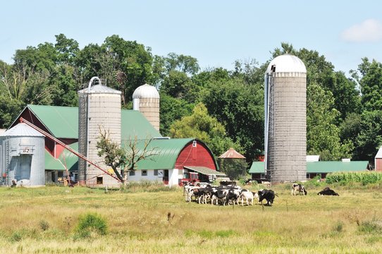 Farm Buildings and Cows