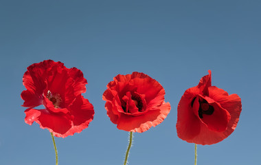 Obraz premium elements three flowers of red beautiful poppy on a blue sky background