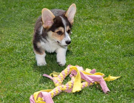 24 Best Corgi Welpen Images Stock Photos Vectors Adobe Stock