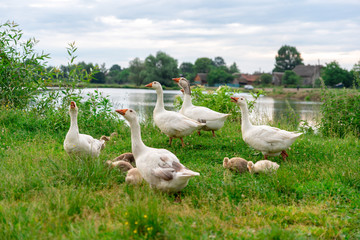 Geese reaction on threat approaching to the flock, attention and observation, nature