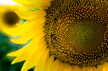 yellow sunflower with bee 
pick pollen