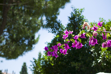blooming branch of Bougainvillea