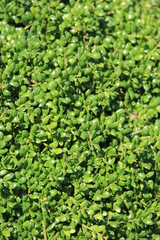 丸くて可愛い葉のマメイヌツゲ(高知県)