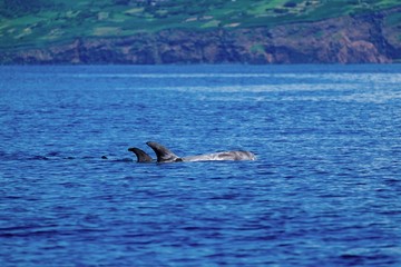 Fototapeta premium Risso's dolphins cruising slowly past the volcanic coast of Pico Island 