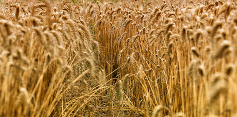 Wheat field. Ears of golden wheat close up.