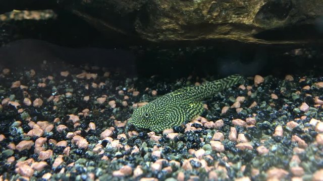 Flossensauger, Welse, Wels im Aquarium