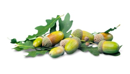 Acorns and Oak Leaves