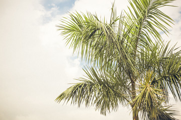 Palmtree