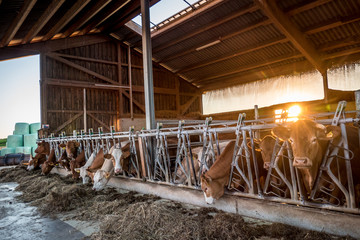 Kühe und Rinder  © focus finder