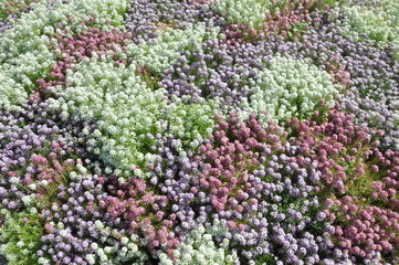 Obraz premium Colorful flowerbed top view