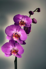 a collection of purple orchid flowers