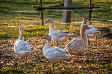 Gänse bei Sonnenuntergang