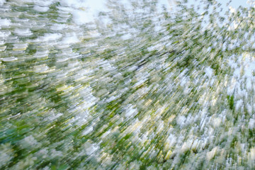Abstract bloom flower of tree in countryside. Created by zooming out while closing shutter. Zoom blossom speed blured motion.