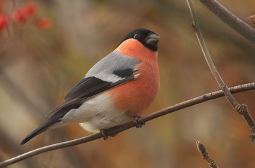bird