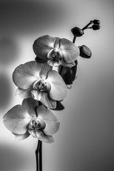 a collection of purple orchid flowers in black and white 