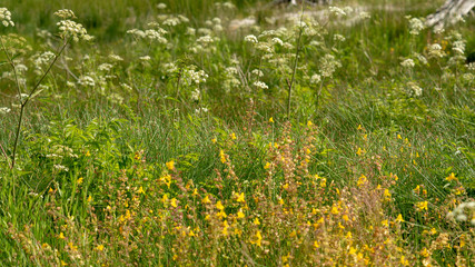 Yellow and Green wild flowers