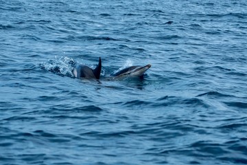 Fototapeta premium Two common dolphins swimming together near Pico island 