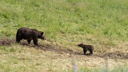 Mother bear and cub