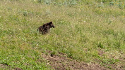 Bear sits in the field