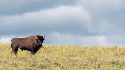 Buffalo in field with stormy sky