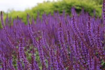 Summer lavender planting