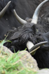 bawół Zoo © Radosaw