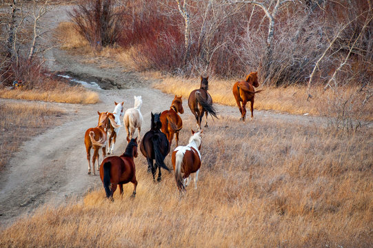 Free roaming horses